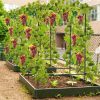 A-Frame Garden Cucumber Trellis with Netting for Climbing Plants Outdoor